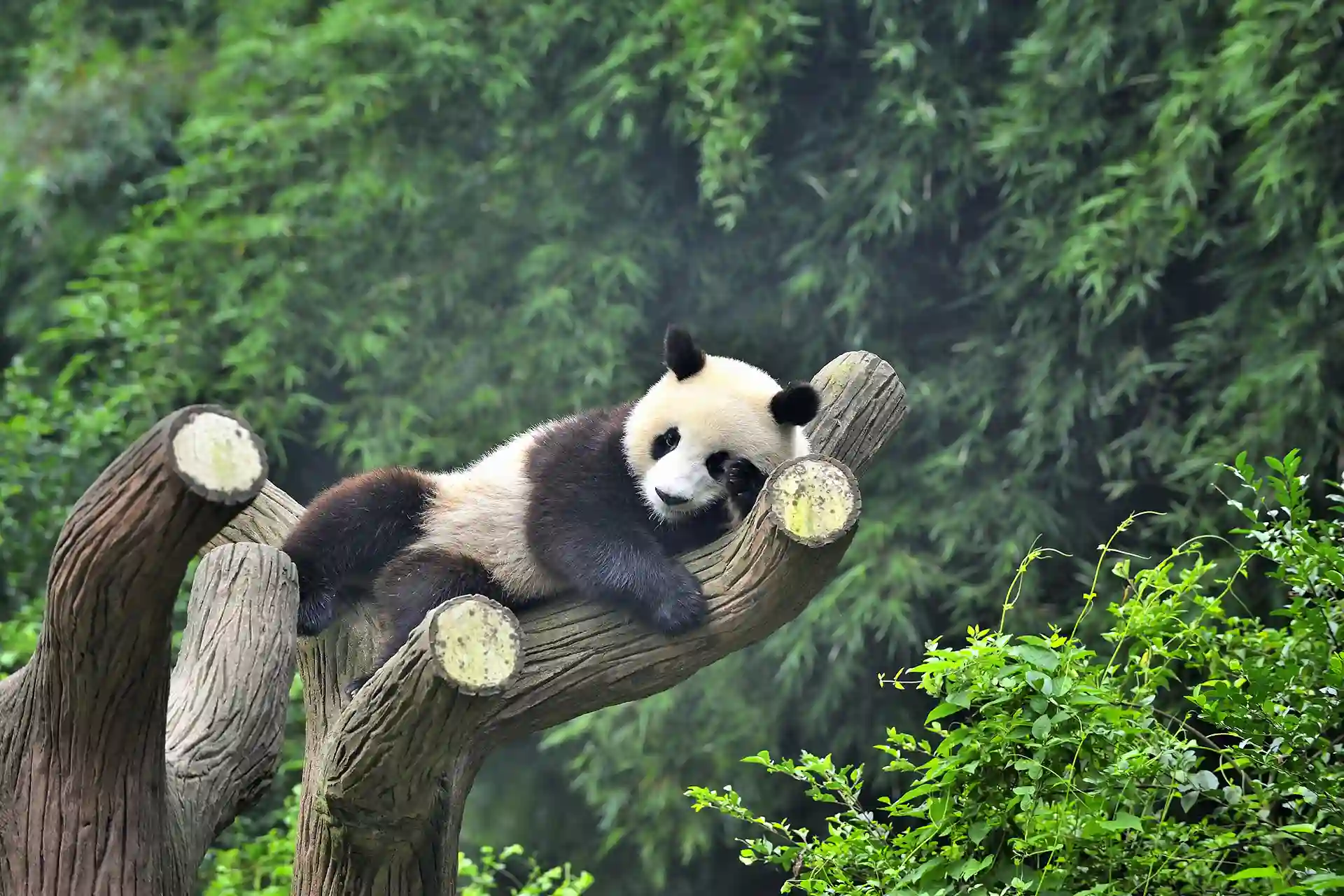 ทัวร์ส่วนตัวเฉิงตู 5 วัน (3)